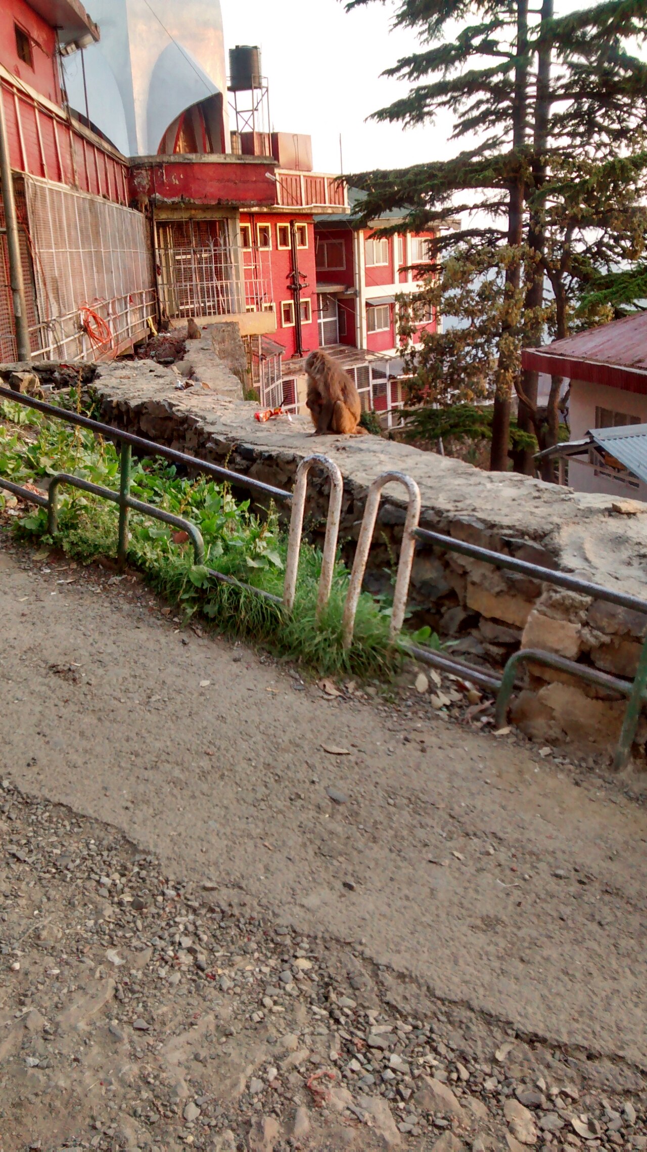 Shimla